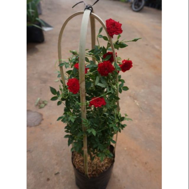 กุหลาบเลื้อยสีแดง🌹'Red cascade