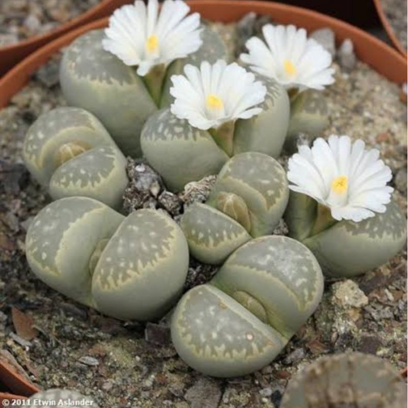 (1​แถม1)เมล็ด​ Lithops​ marmorata​ เมล็ดนำเข้าแท้​ 30เมล็ด​ by แม่ปุ้ม