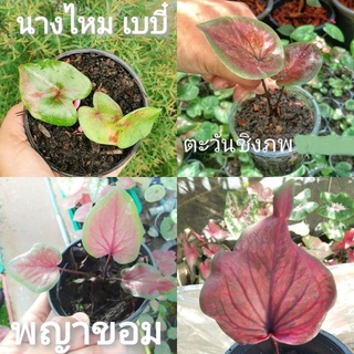 🌱ต้นบอนสี​ เบบี๋​ 🌱 นางไหม พญาขอม ตะวันชิงพลบ เบบี้ Baby ,ลูกนางไหม​ ลูกพระนคร​ ต้นอ่อน,ต้นบอน บอนไทยแท้ ไม้มงคล​