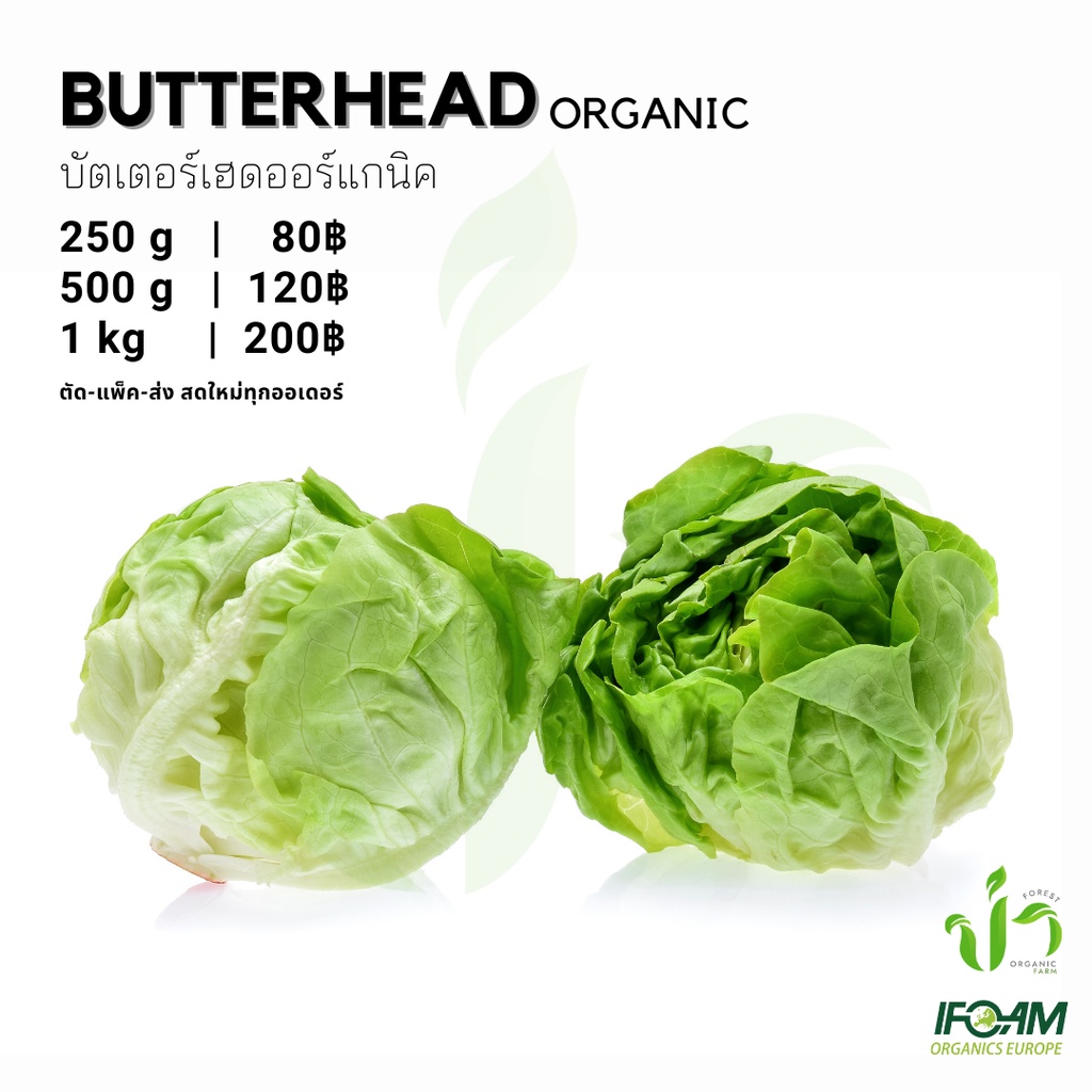 บัตเตอร์เฮดออร์แกนิค Organic Butterhead ปลูกธรรมชาติมาตรฐานออร์แกนิค IFOAM ผักสลัดผักสดเก็บ-แพ็ค-ส่ง