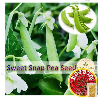 10pcs Seed Green Sweet Sugar Snap Pea Biji Benih Kacang Kapri Manis  甜豌豆เมล็ด芹菜/男装/母婴/生菜/苹果/seeds/种子/玫瑰/木瓜/通心菜/ TBUA