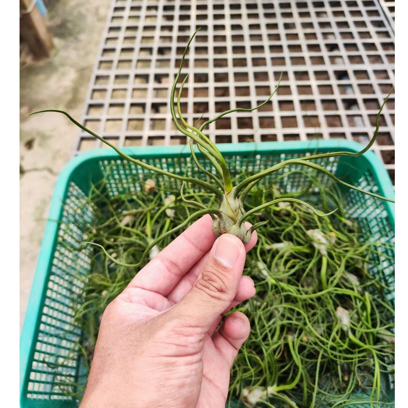 ทิลแลนด์เซีย บัลโบซ่า Tillandsia bulbosa