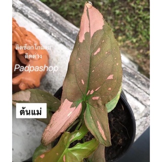 เงินไหลมาด่างชมพู syngonium pink splash