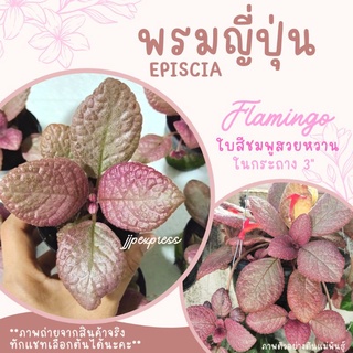 สวยมาก!!! พรมญี่ปุ่น "ฟลามิงโก้" ใบสีชมพูสวยหวาน ฟอร์มสวย รากแข็งเเรง ในกระถาง 3 นิ้ว ถ่ายจากงานจริง ทักแชทเลือกต้นได้