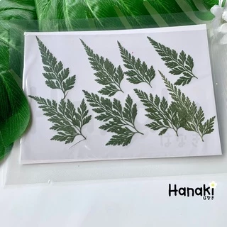 【พร้อมส่ง】ใบเฟิร์นแห้ง ใบไม้เฟิร์นทับแห้ง ใบไม้ทับแห้งสำหรับงานdiy