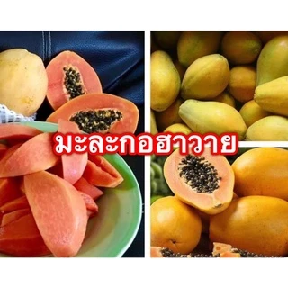 เมล็ดพันธุ์ มะละกอ สายพันธุ์แท้ตวามงอกดีมาก ทุกสายพันธุ์