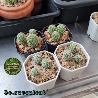 แมมตุ๊กตาญี่ปุ่น กระถาง 2 นิ้ว Mammillarua gracilis น้องหนาม แมมตุ๊กตา แคคตัส Cactus