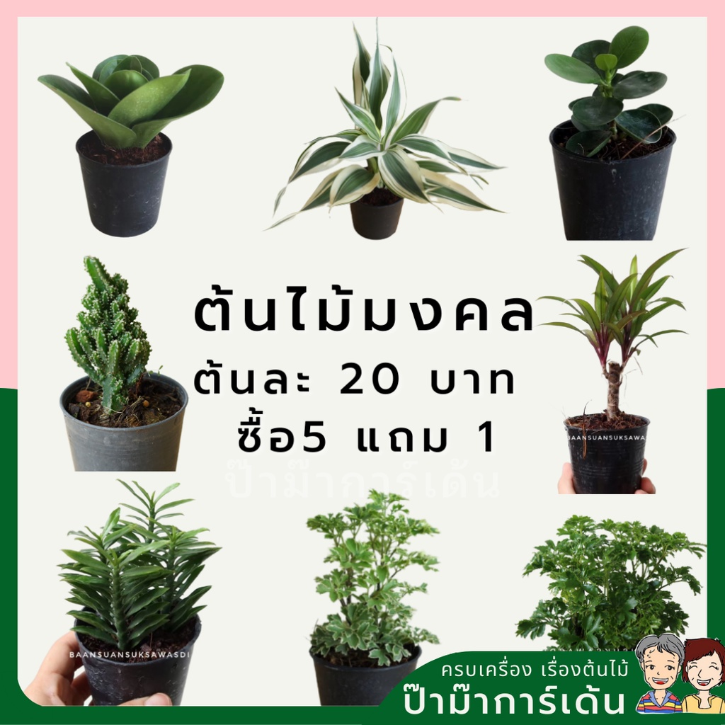 (5 ฟรี 1) ต้นไม้มงคล ไม้ฟอกอากาศ ต้นใหญ่ รากแน่น ต้นไม้เสริมดวง (ภาค 1)