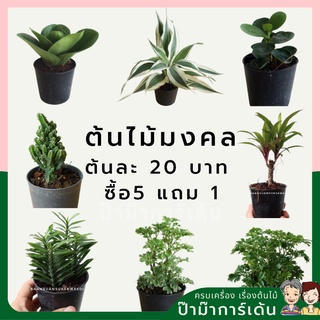 (5 ฟรี 1) ต้นไม้มงคล ต้นใหญ่ รากแน่น ต้นไม้เสริมดวง (ภาค 1) 2 ชิ้น ราคาส่ง