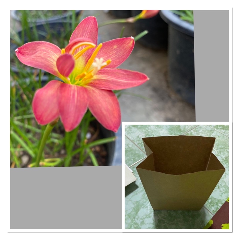 81N.หัวดอกบัวดิน Maruko หัวละ 25 บาท