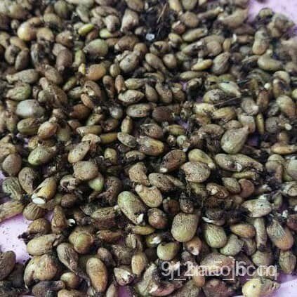 เมล็ดพันธุ์ seeds เมล็ดมอนสเตอร่า ไจแอนท์ลุ้นด่าง  มอนสเตอราเมล็ดเป็นเมล็ดธรรมชาติกุหลาบเลื้อยสีแดงสีชมพูสีขาวสีเหลืองแต