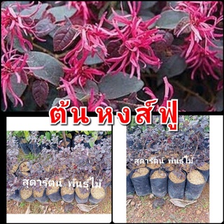 ต้นหงส์​ฟู่​ ไม้มงคลแห่งความมั่งคั่งความร่ำรวย(รับประกันสินค้าชำรุดเคลมฟรี)​