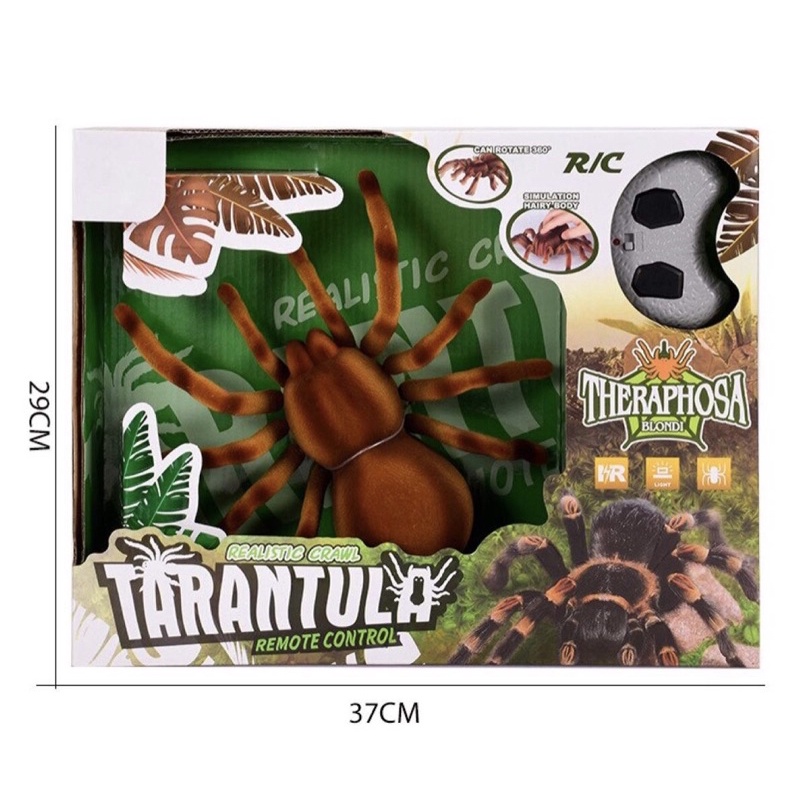 แมงมุมบังคับ Theraphosa spider #tarantura spider #ZF
