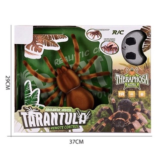 แมงมุมบังคับ Theraphosa spider tarantura spider ZF