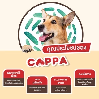 Pawly Cappa (สำหรับแมว) ดูแลลำไส้ เสริมภูมิ ขับถ่ายดี ลดกลิ่นมูล - [1กระปุก - 30แคปซูล]