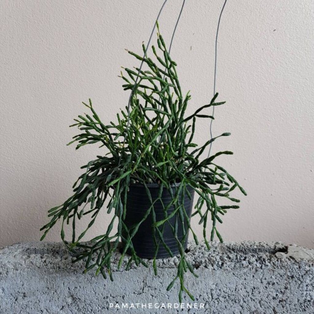 มุมมอง 2