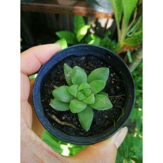 ฮาโวเทีย บัวแก้ว Haworthia cymbiformis มี5กระถางเท่านั้น!!