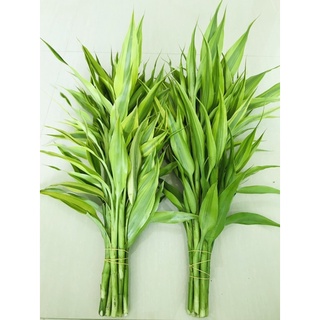 ไผ่กวนอิม สีทอง มัดละ10ต้น 2มัด สูง50เซน