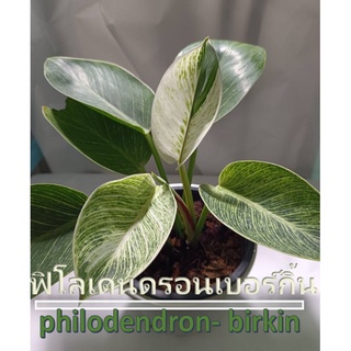 ต้นฟิโลเดนดรอนเบอร์กิ้นในกระถางหกนิ้ว#philodendron-birkin#ไม้ฟอกอากาศ