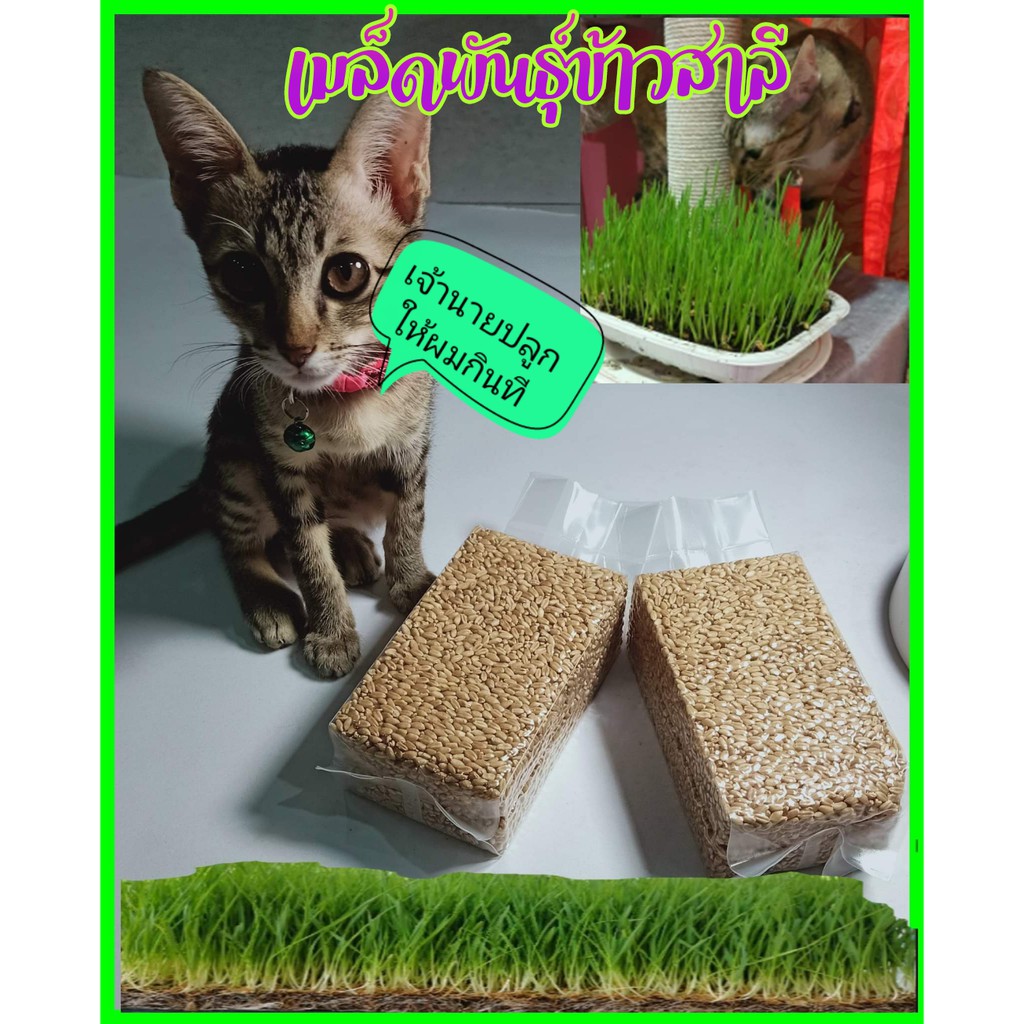 หญ้าแมว เมล็ดข้าวสาลี Organic เมล็ดพันธุ์ต้นอ่อนข้าวสาลี ข้าวสาลีแมว หญ้าแมวกิน สุดคุ้ม 500 กรัม ลดพิเศษ เกรดอย่างดี