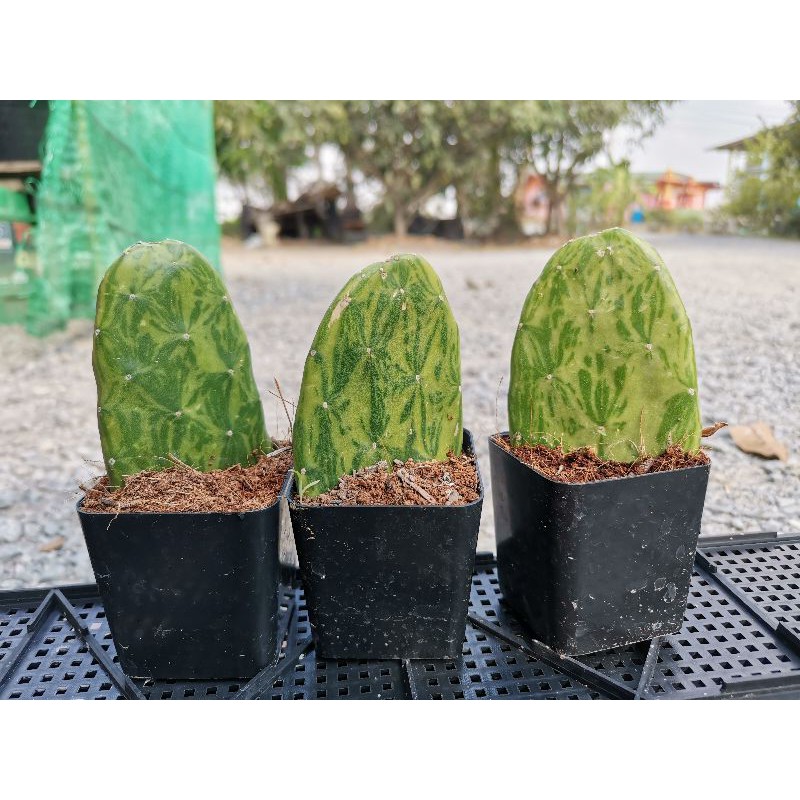 เสมาด่าง โอพันเทียด่าง มีราก 1 ต้น opuntia  Cactus แคคตัส กระบองเพชร ไม้อวบน้ำ ไม้ด่าง ไม้กราฟ  ราคา