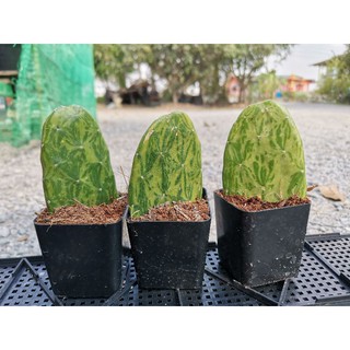 เสมาด่าง โอพันเทียด่าง มีราก 1 ต้น opuntia  Cactus แคคตัส กระบองเพชร ไม้อวบน้ำ ไม้ด่าง ไม้กราฟ  ราคาถูก​