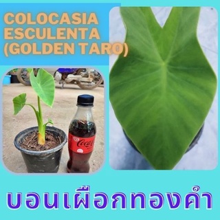 1 ต้นบอนเผือกทองคำ Colocasia Golden taro ต้นบอนโกลเด้นทาโร่ น่าสะสม  จัดส่งพร้อมกระถาง