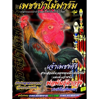 ไข่ไก่ชนสายเลือดโกวเซ็ม100%ราคาฟองละ120บาท(พิเศษช่วงโปรซื้อ3ฟองแถมอีก1ฟอง/ซื้อ5ฟองแถมอีก2ฟอง)​