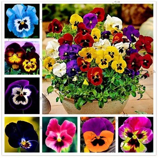 เมล็ดพันธุ์ ดอกแพนซี่ คละสี Swiss Giants Pansy Mix Seeds บรรจุ100เมล็ด ต้นไม้มงคล เมล็ดดอกไม้ ต้นไม้ประดับ พันธุ์ไม้ดอก