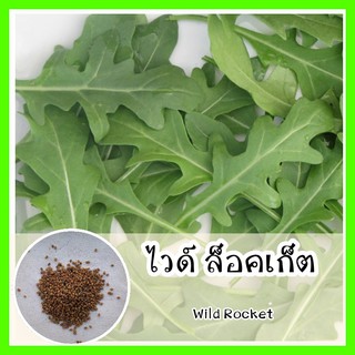 พร้อมส่ง ❗❗ รหัส 020 เมล็ดพันธุ์แท้ OP ไวด์ ล็อคเก็ต - Wild Rocket  ล็อคเก็ตป่า  ปลูกง่าย รสชาติออกไปเผ็ดหน่อยๆ ปลูกผัก