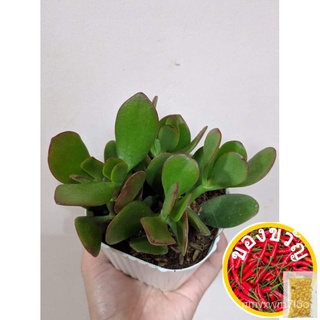 Jade Plant in White Pot (Asian Money Plant) with FREE white plastic pot, pebbles and garden soil通心菜/seeds/木瓜/香菜/种子/向日葵/鲜