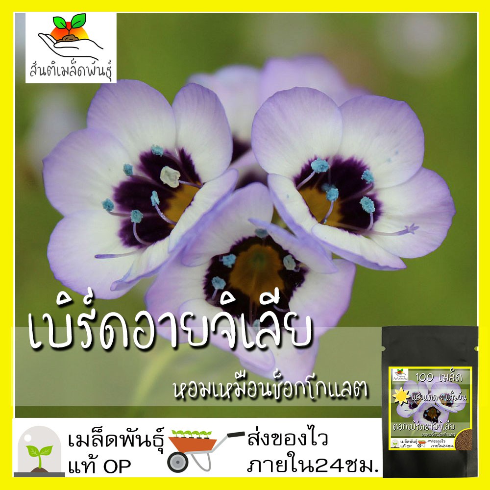 เมล็ดพันธุ์ ดอกเบิร์ดอายจิเลีย กลิ่นหอม 100 เมล็ด Bird's Eyes (Gilia Tricolor) เมล็ดพันธุ์แท้100% นำเข้าจากต่างประเทศ ดี