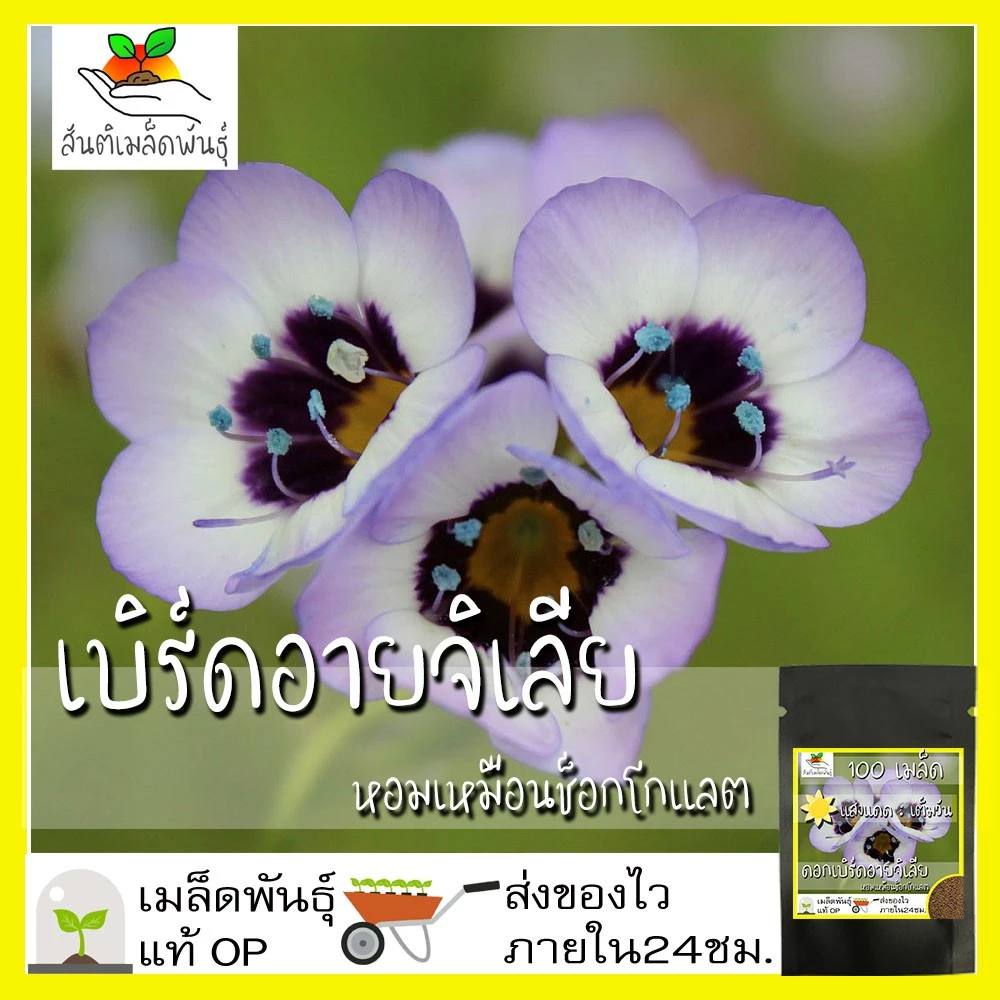 เมล็ดพันธุ์ ดอกเบิร์ดอายจิเลีย กลิ่นหอม 100 เมล็ด Bird's Eyes (Gilia Tricolor) เมล็ดพันธุ์แท้100% นำเข้าจากต่างประเทศ ดี