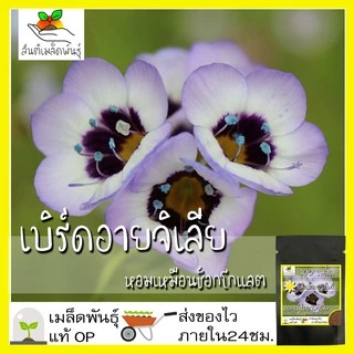 เมล็ดพันธุ์ ดอกเบิร์ดอายจิเลีย กลิ่นหอม 100 เมล็ด Bird's Eyes (Gilia Tricolor) เมล็ดพันธุ์แท้100% นำเข้าจากต่างประเทศ ดี