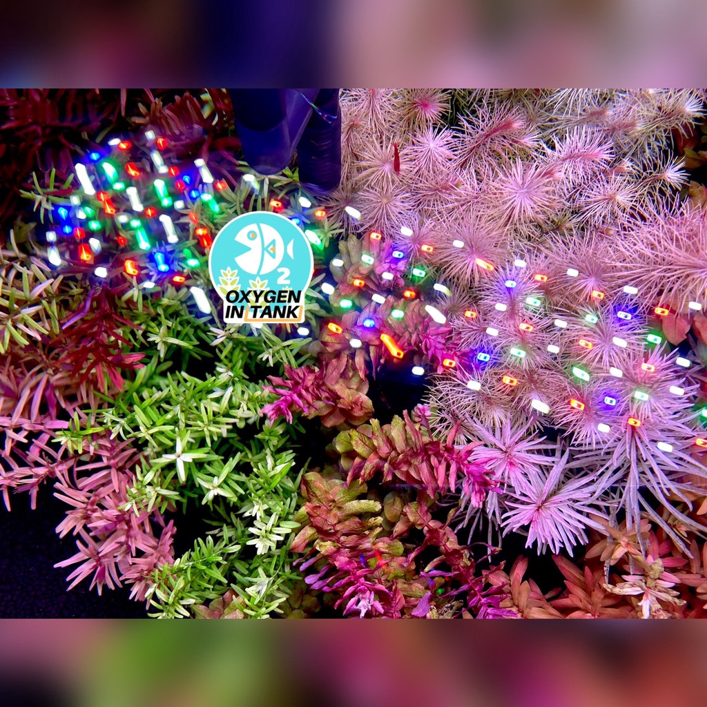 Wizard ADVANCE GROWTH STEP-B (ปุ๋ยไม้น้ำหลังตั้งตู้ 3 เดือน) เร่งการเจริญเติบโตและสีสันของต้นไม้น้ำ