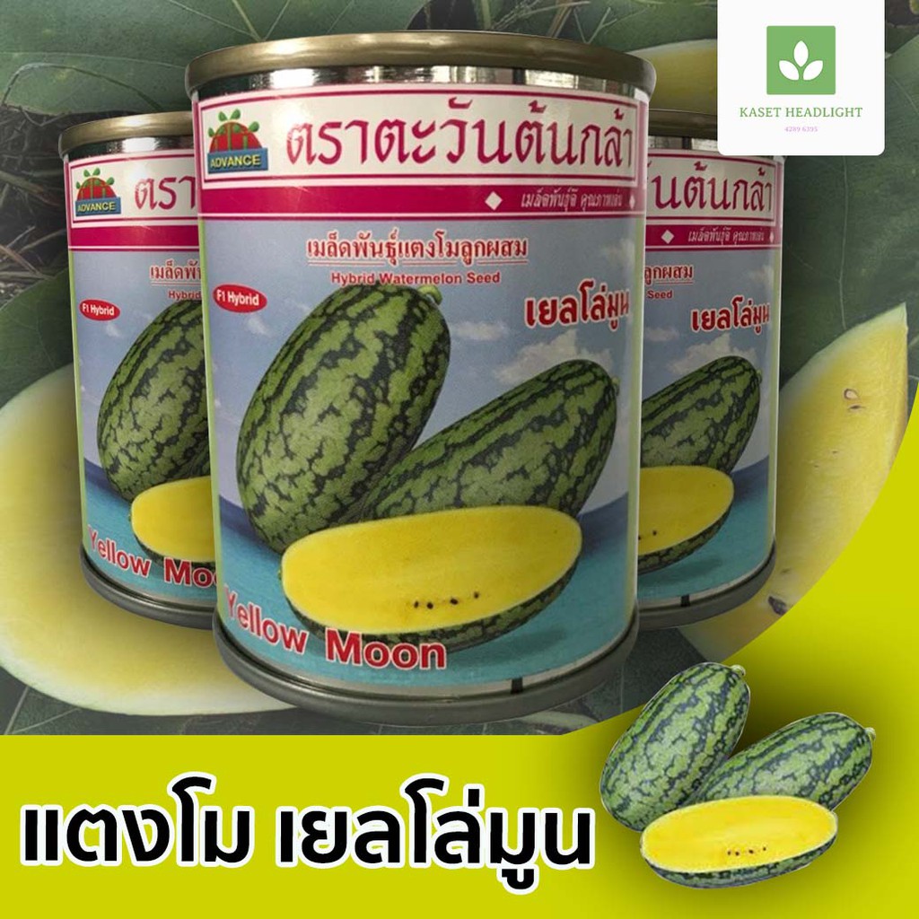 แตงโม เยลโล่ มูน (Yellow Moon) แตงโมตอปิโดเนื้อเหลือง 40กรัม แตงโมเหลือง