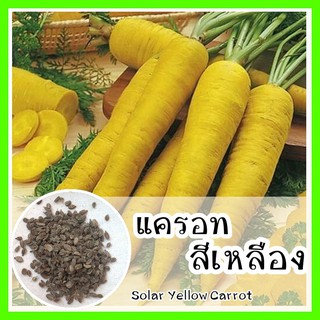 พร้อมส่ง ❗ รหัส 103 เมล็ดพันธุ์ OP แท้   แครอทสีเหลือง - Solar yellow carrot เมล็ดแครอท เมล็ดพันธุ์พืช เมล็ดพันธุ์ผัก