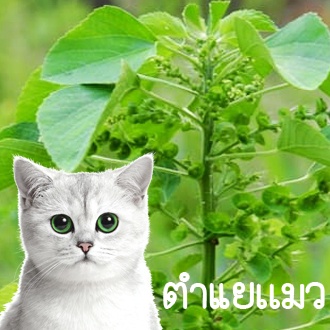 ตำแยแมว ถูกที่สุด10บ. เมล็ดพันธุ์ตำแยเเมว 50 เมล็ด โตไว พุ่มใหญ่ แมวชอบ