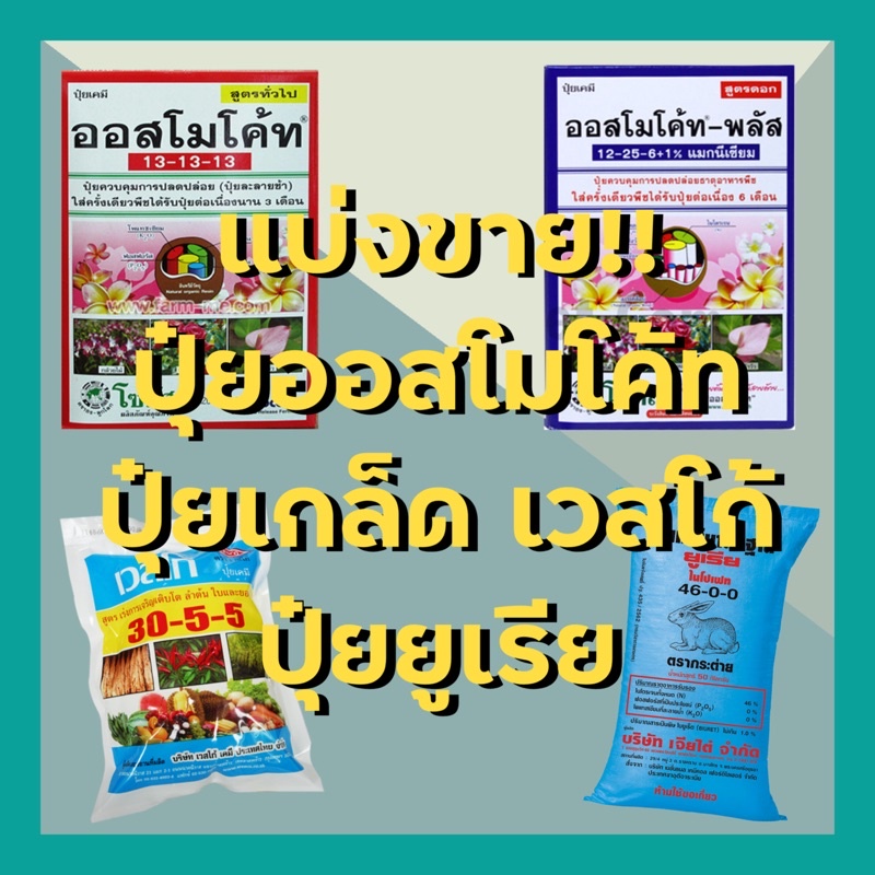 แบ่งขาย! ปุ๋ยออสโมโค้ทสูตร3เดือนและเร่งดอก6เดือน ปุ๋ยยูเรียเม็ดโฟม ปุ๋ยเกล็ดเวสโก้ ขนาด100กรัมและ50กรัม