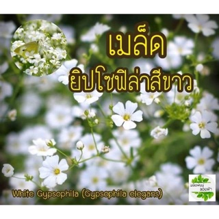 เมล็ดพันธุ์ ยิปโซฟิล่า สีขาว 100 เมล็ด White Gypsophila Seed เมล็ดพันธุ์แท้นำเข้าจากต่างประเทศ