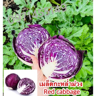 เมล็ดกะหล่ำปลีม่วงเมล็ดนอก เมล็ดกะหล่ำม่วง เมล็ด Red cabbage สายพันธุ์/ OP