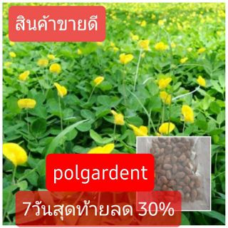 เมล็ดพันธุ์ถั่วบราซิล🤟 บรรจุ 200เมล็ด ไม้ดอกไม้ประดับ จัดสวน พืชคลุมดิน บำรุงดิน ตกแต่งระเบียงตกแต่งสวน สนามหญ้า