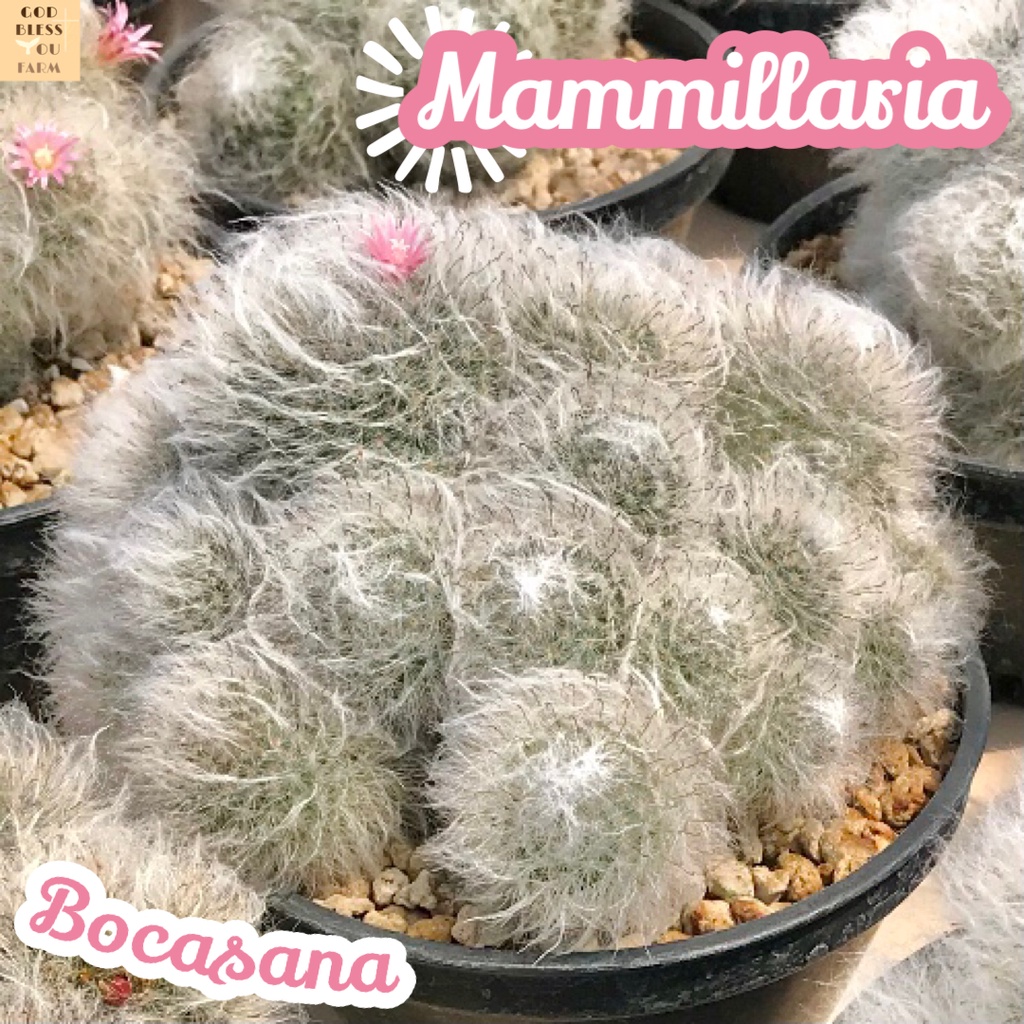 [แมมขนแมวฟอร์มกอกระถาง 6 นิ้ว] Mammillaria Bocasana แคคตัส ต้นไม้ หนาม ทนแล้ง กุหลาบหิน อวบน้ำ พืชอวบน้ำ