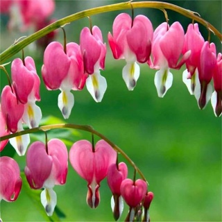 เมล็ดพันธุ์ดอกหทัยหยาดทิพย์สีชมพู Dicentra Spectabilis Pink บรรจุ 5 เมล็ด คุณภาพดี ของแท้ ราคาถูก นำเข้าจากต่างประเทศ