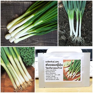 เมล็ดพันธุ์ ต้นหอมญี่ปุ่น (Tokyo Long White Bunching Onion Seed) บรรจุ 150 เมล็ด คุณภาพดี ของแท้ 100%