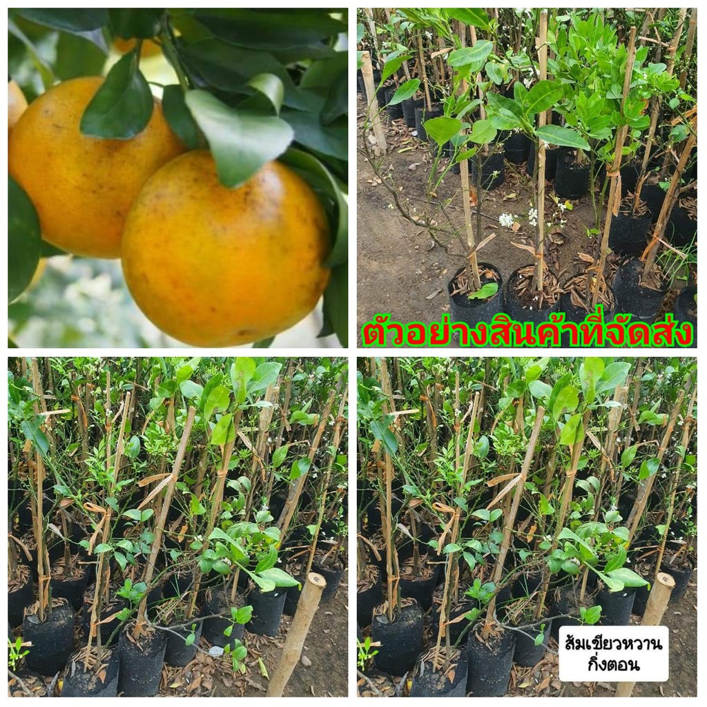 (ขาย ต้นพันธุ์) ต้น ส้มเขียวหวาน สีทอง ( กิ่งตอน) ส้ม Golden tangerine ไร่อิงดาว