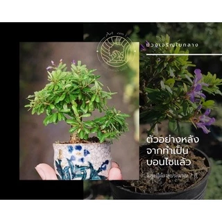 หลินซานใบกลาง/ม่วงเจริญใบกลาง [Linh Sam] 💟บอนไซจิ๋ว กระถาง 3-4”นิ้ว