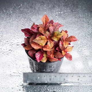 แดงชาลีหรือมณีล้อมเพชร ต้นไม้สู้แดดใบสีส้มแดงตลอดปีสีเจ้มจ้น aerva red velvet