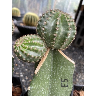 หน่อใหญ่ หน่อเด็ดสด Echinopsis รหัส E5