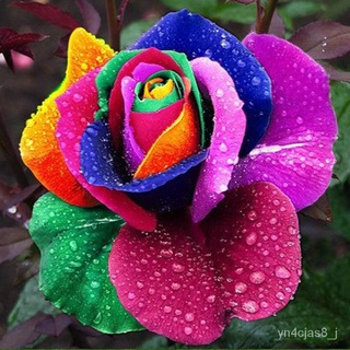 （อัตราการปลูกสูง）บอนสี 100 เมล็ด เมล็ดบอนสี Colorful Rainbow Rose Flower Seeds บอนสีหายาก Rose กุหลาบหลากสี เมล็ดดอกไม้